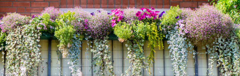 Inspiration plantes de balcon