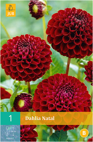 DAHLIA DES JARDINS À PETITES FLEURS DOUBLES, plante en ligne